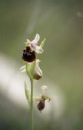 Ophrys biscutella